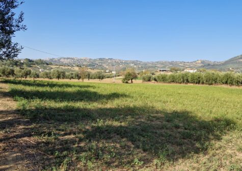 T 20 penne terreno agricolo di mq 13.000